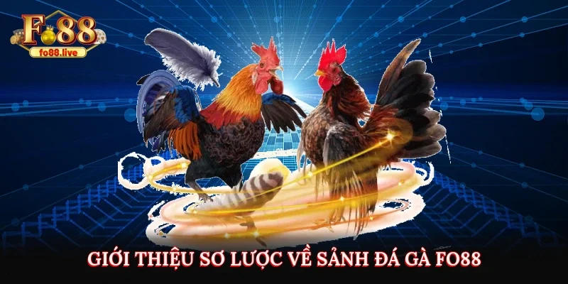 Giới thiệu sơ lược về sảnh đá gà Fo88