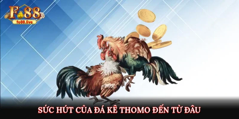 Sức hút của đá kê Thomo đến từ đâu